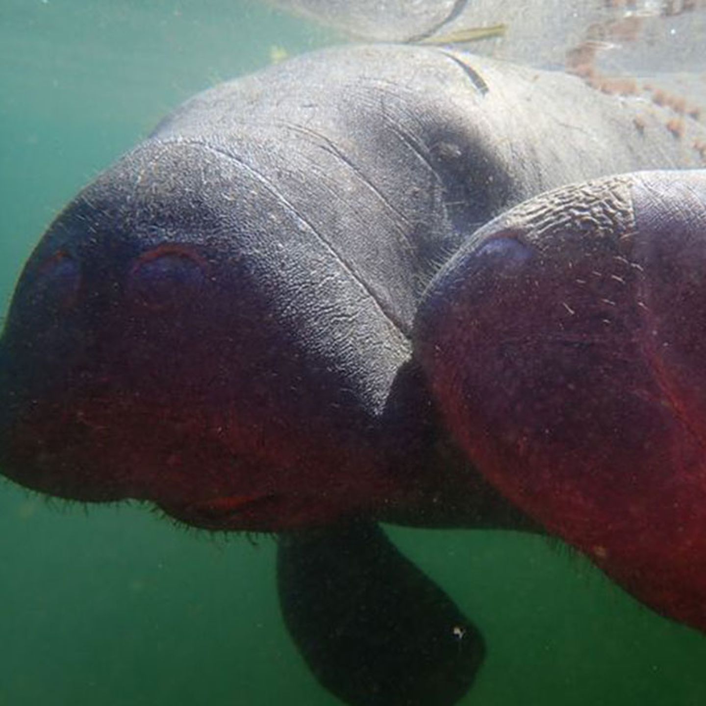Swim with Manatees