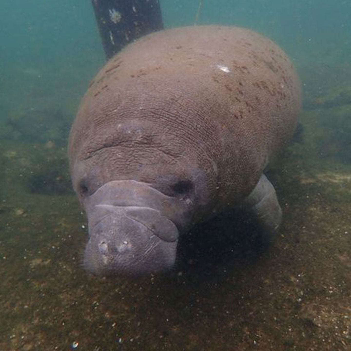 Crystal River Manatee Tour