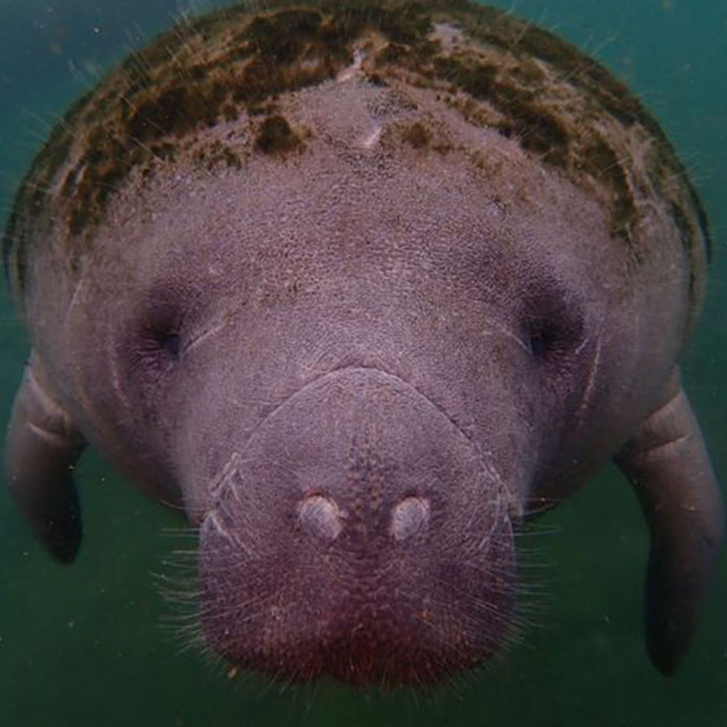 Swim with Manatees