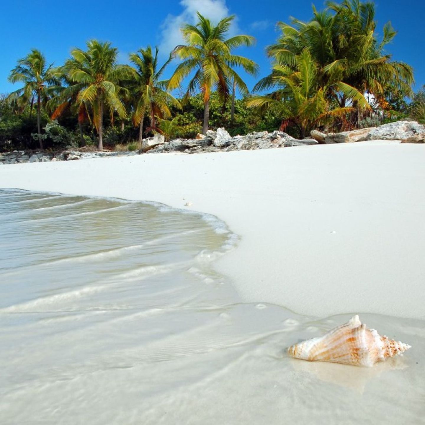 Conch shell on beach