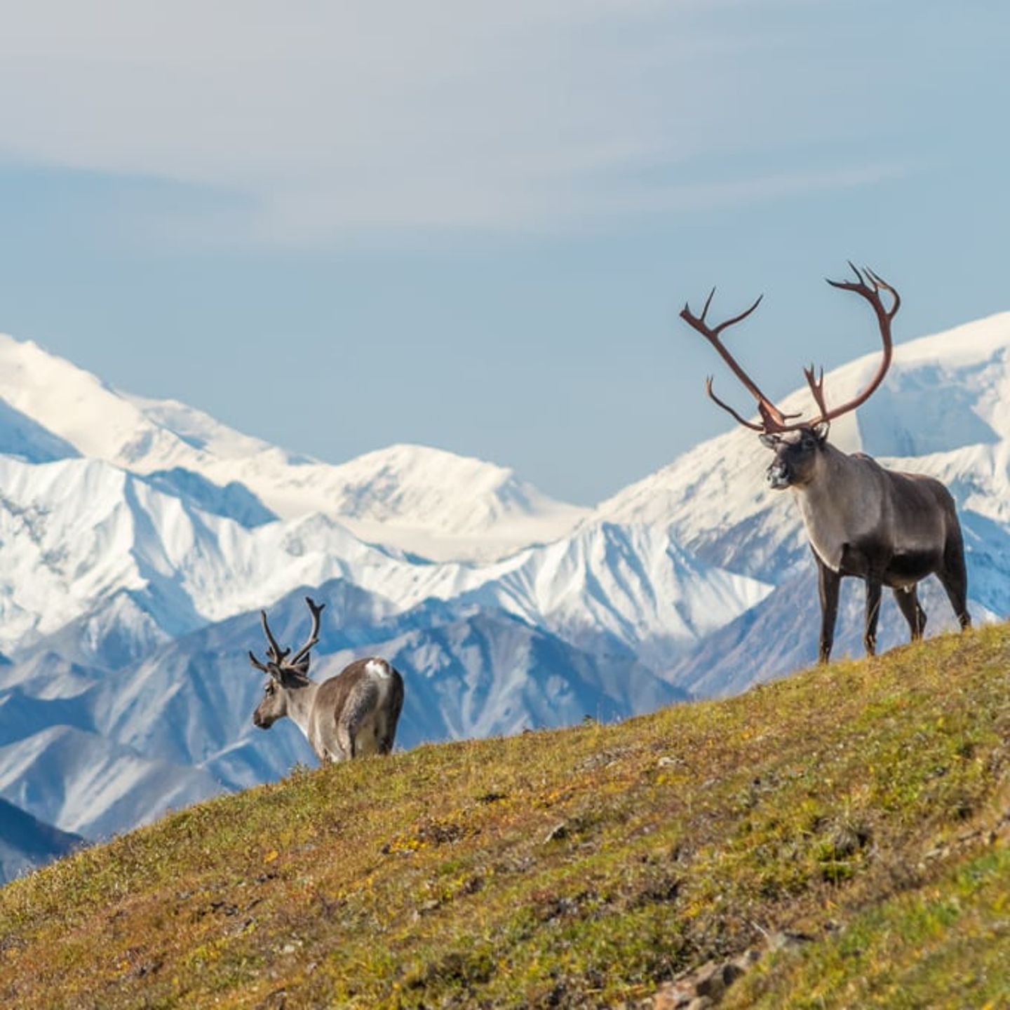 Wildlife during Alaska Denali Guided Jeep Tour