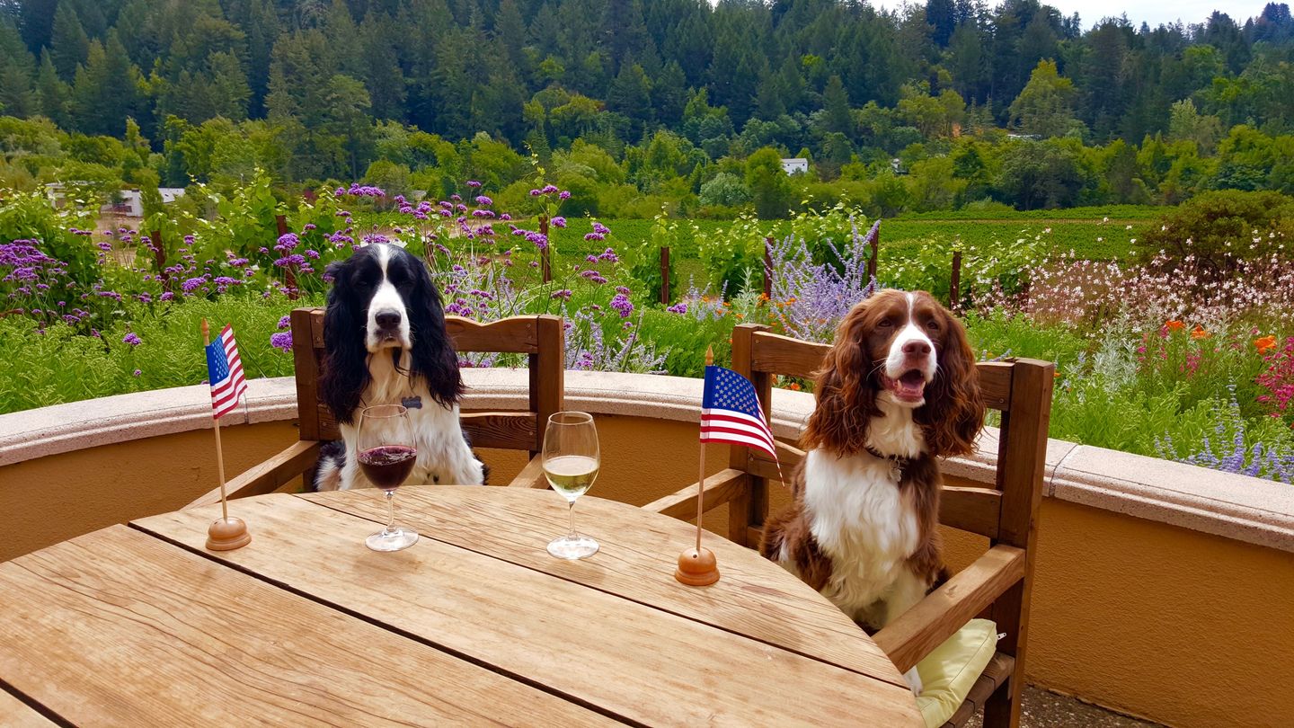 Dogs having wine