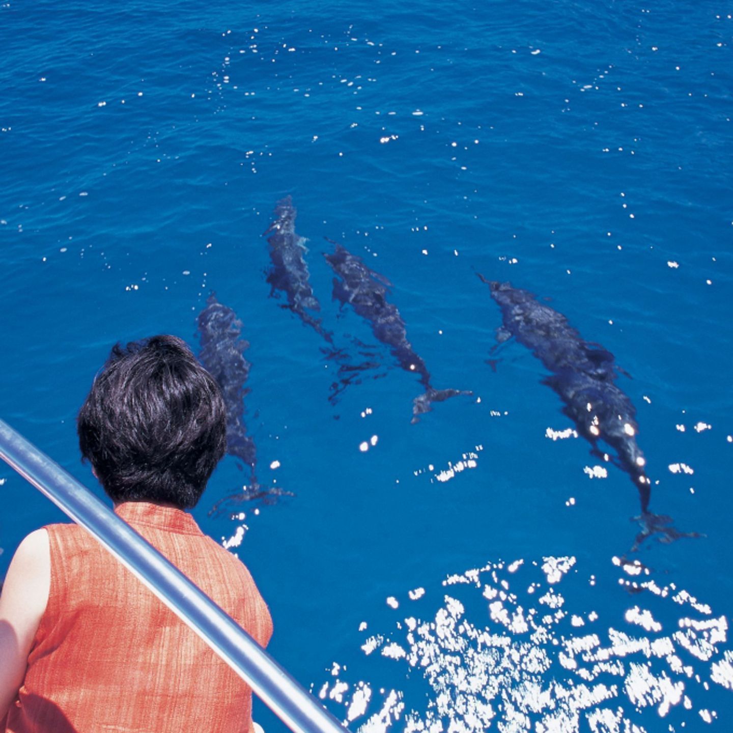 Woman watching dolphins