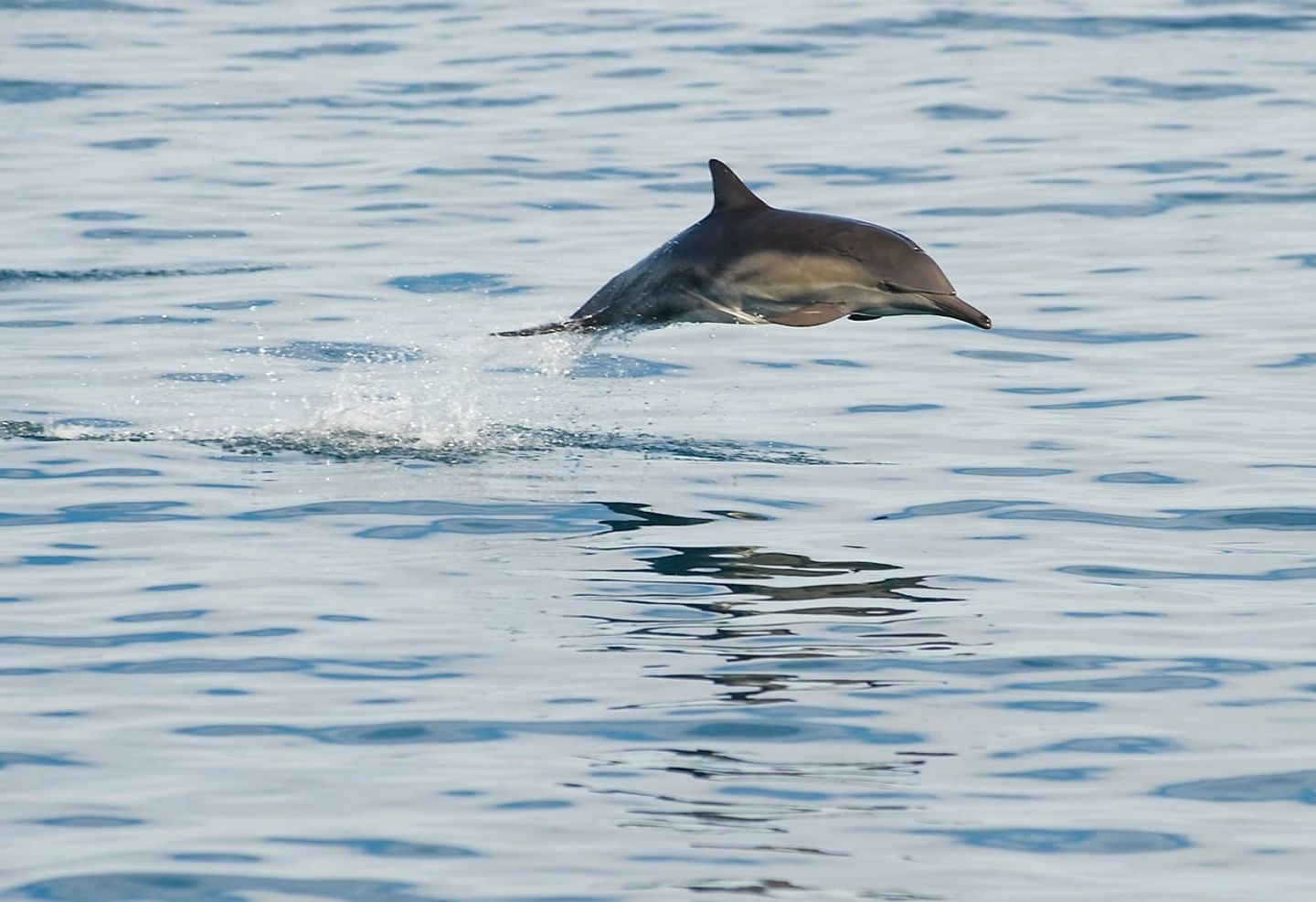 Dolphin jumping