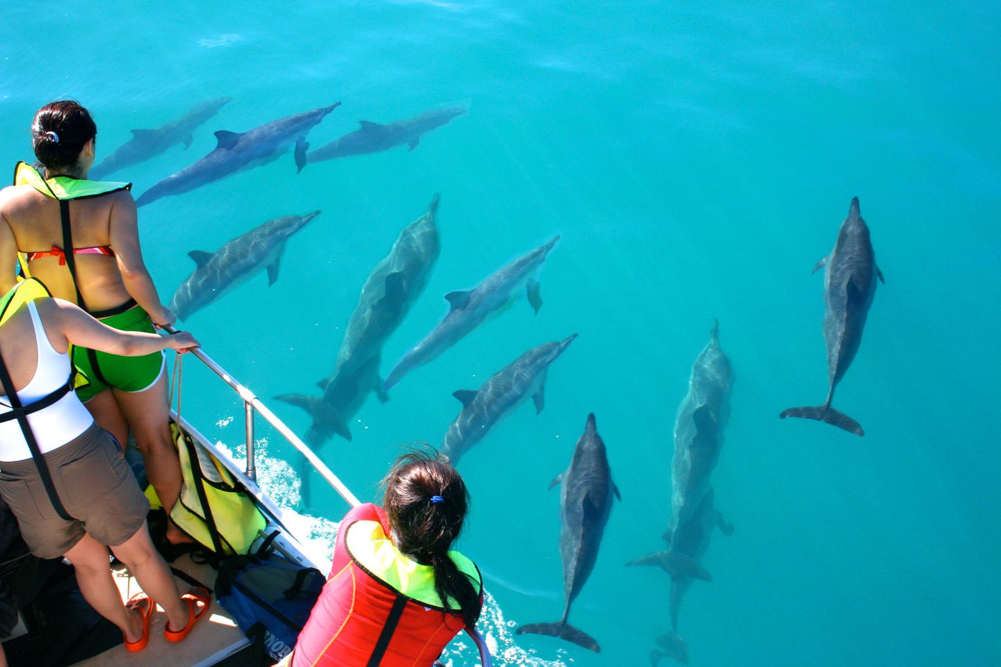 Group watching dolphins
