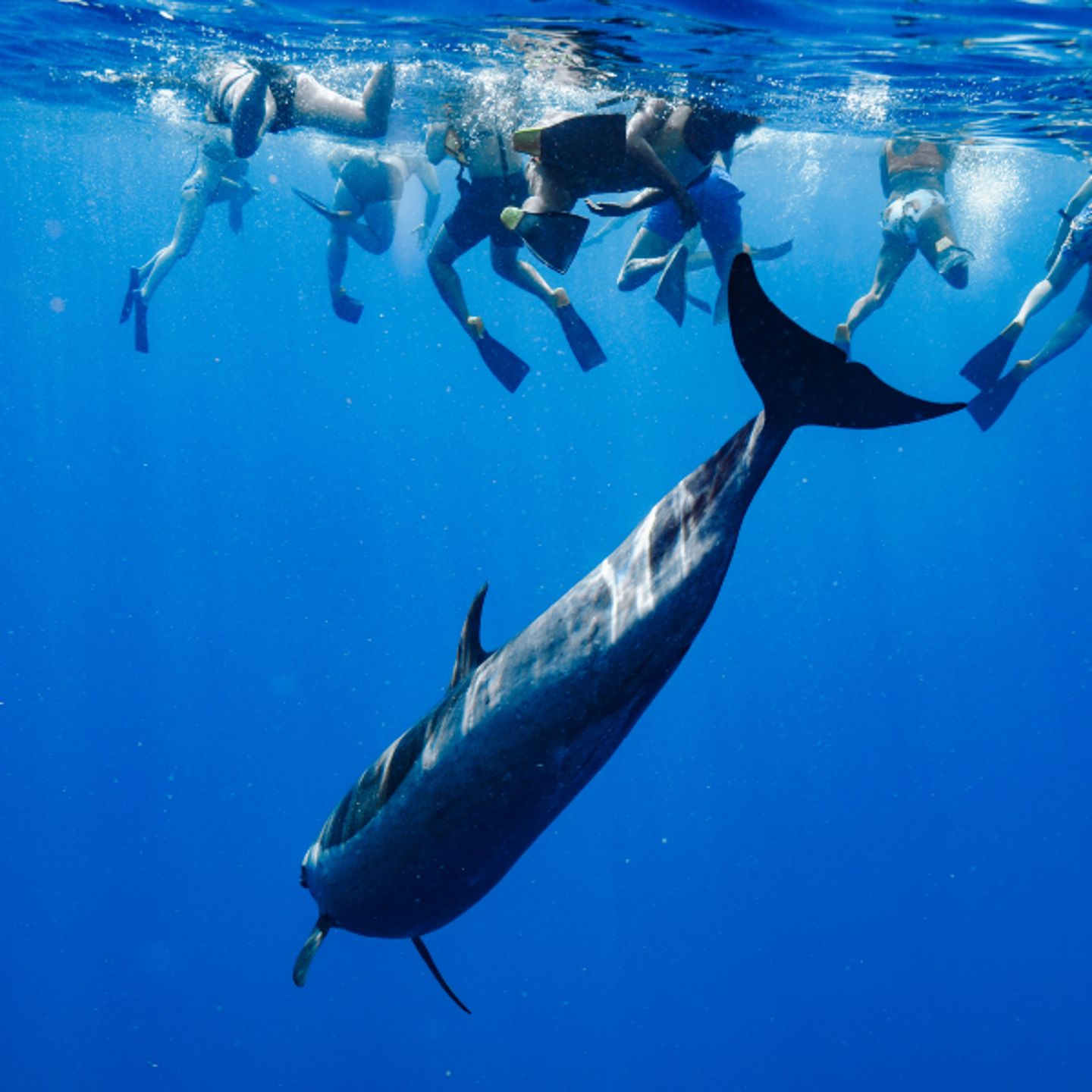 People swimming with dolphin