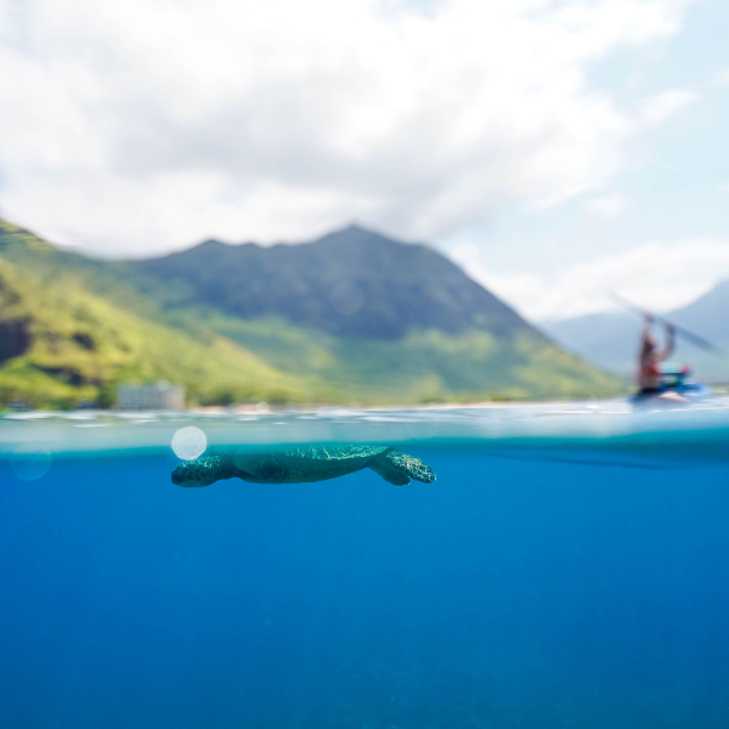 Turtle swimming
