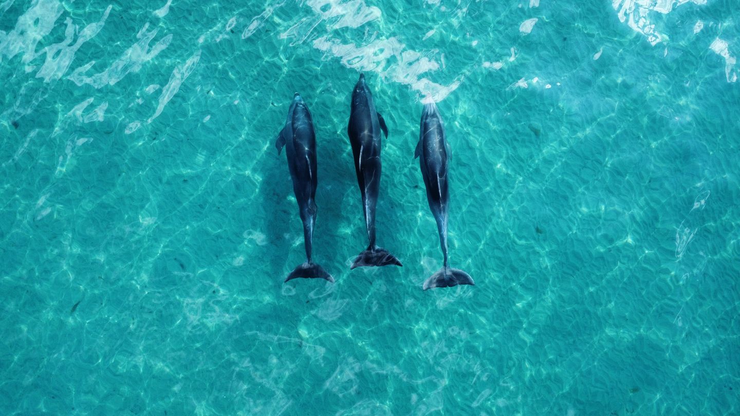 Dolphins swimming