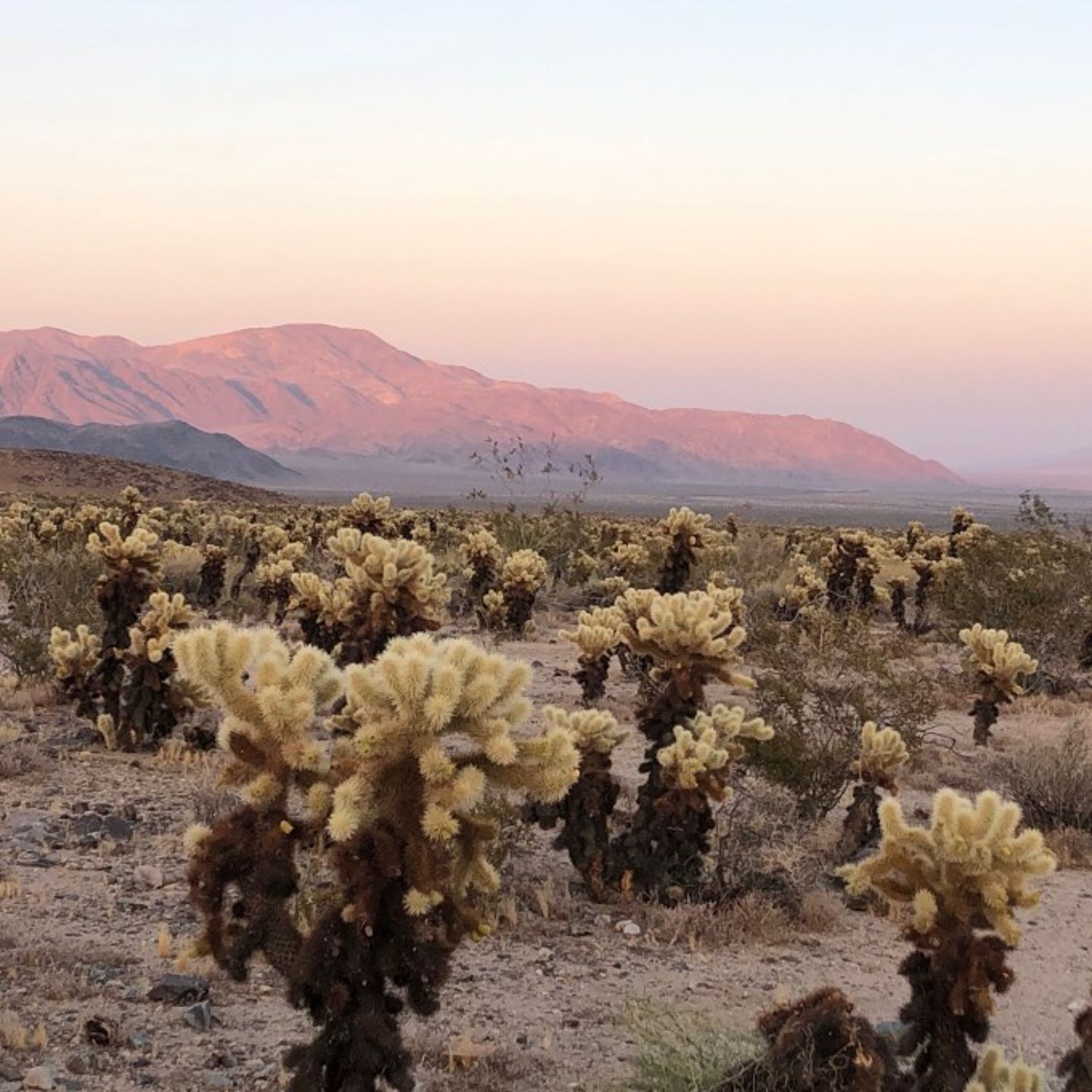 Desert landscape