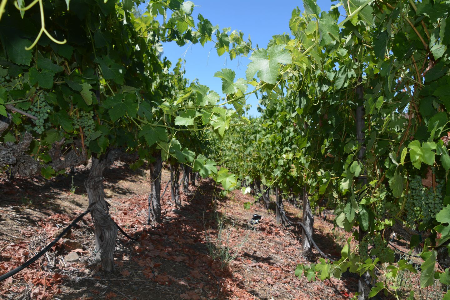 Vineyard