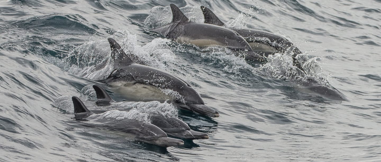 Dolphins jumping