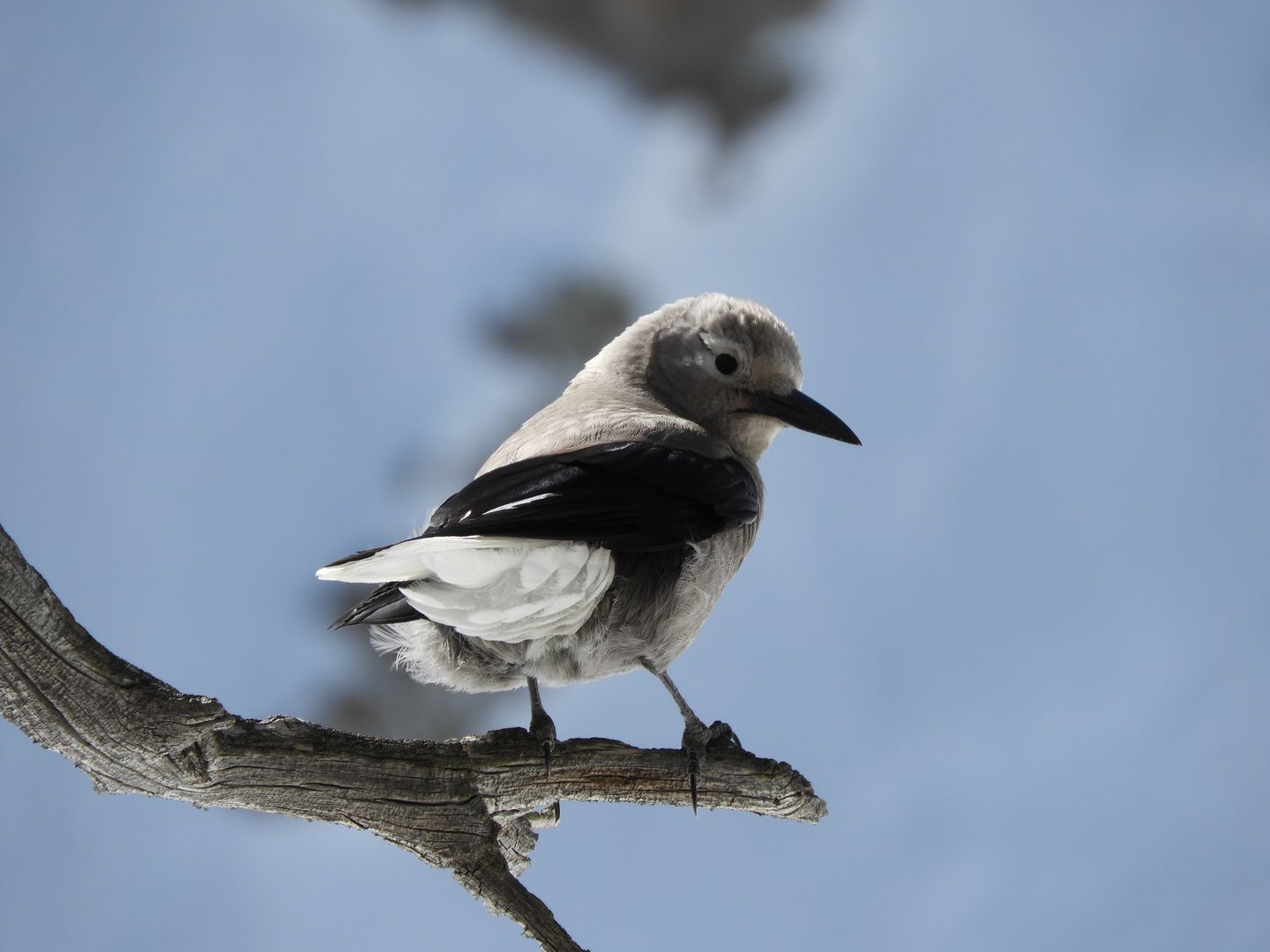 Bird on branch