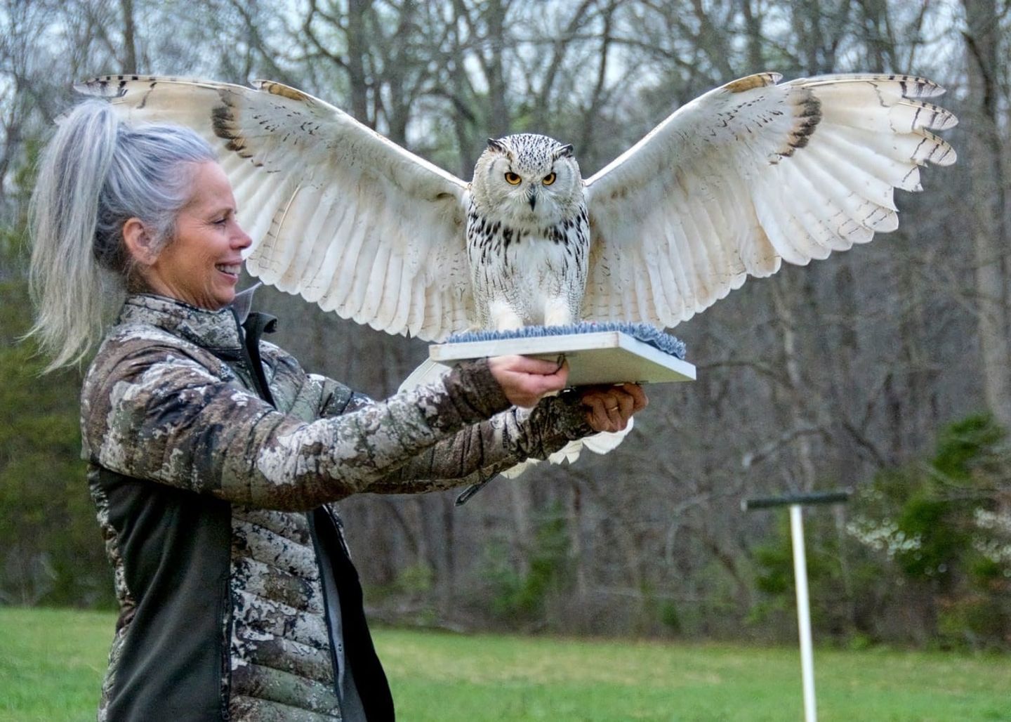 Owl on book