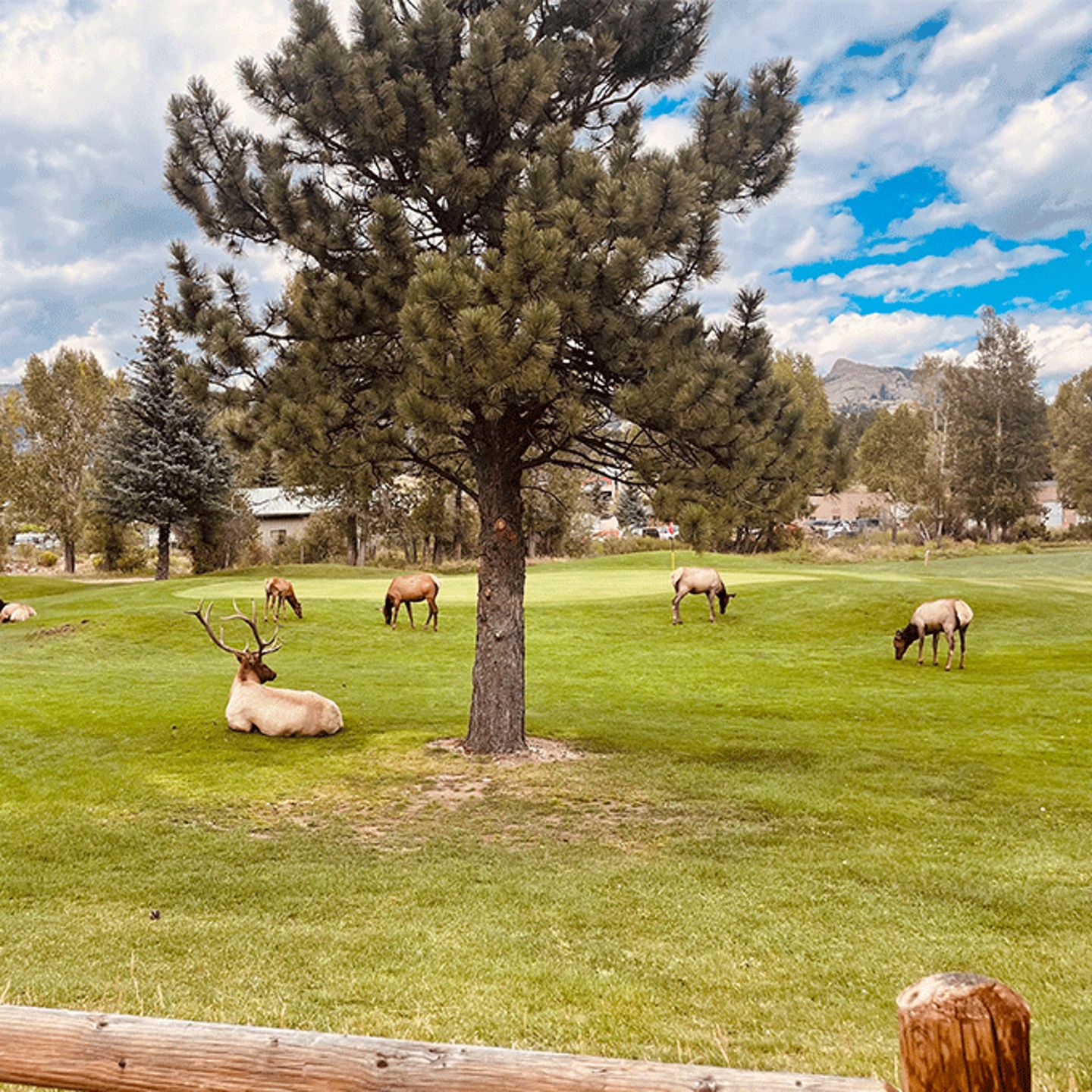 Elk