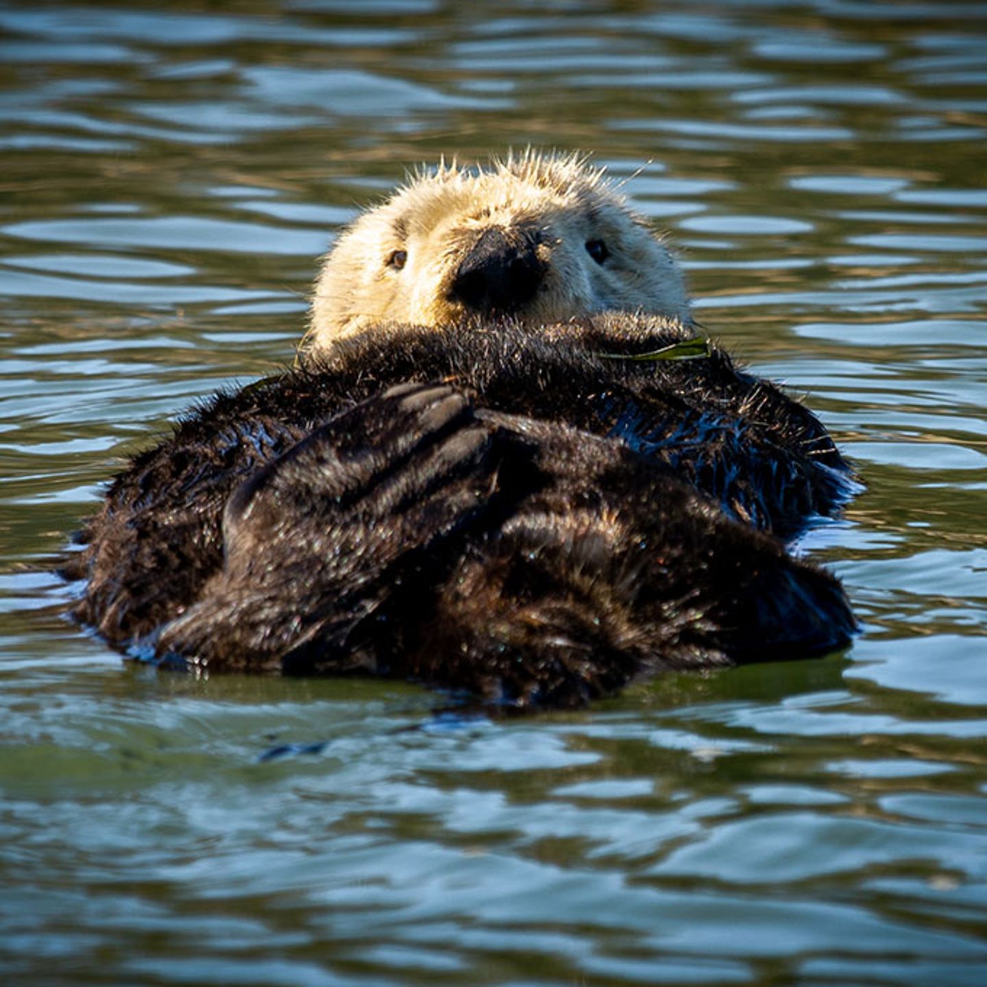 Otter on Boat Tour