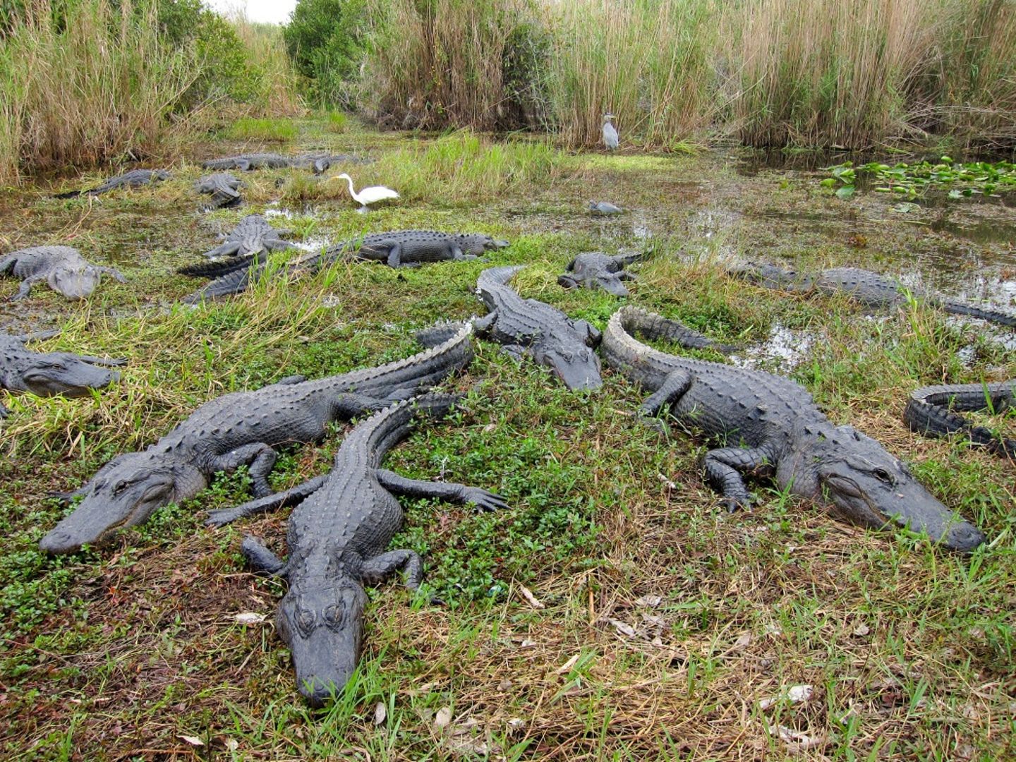 Alligators