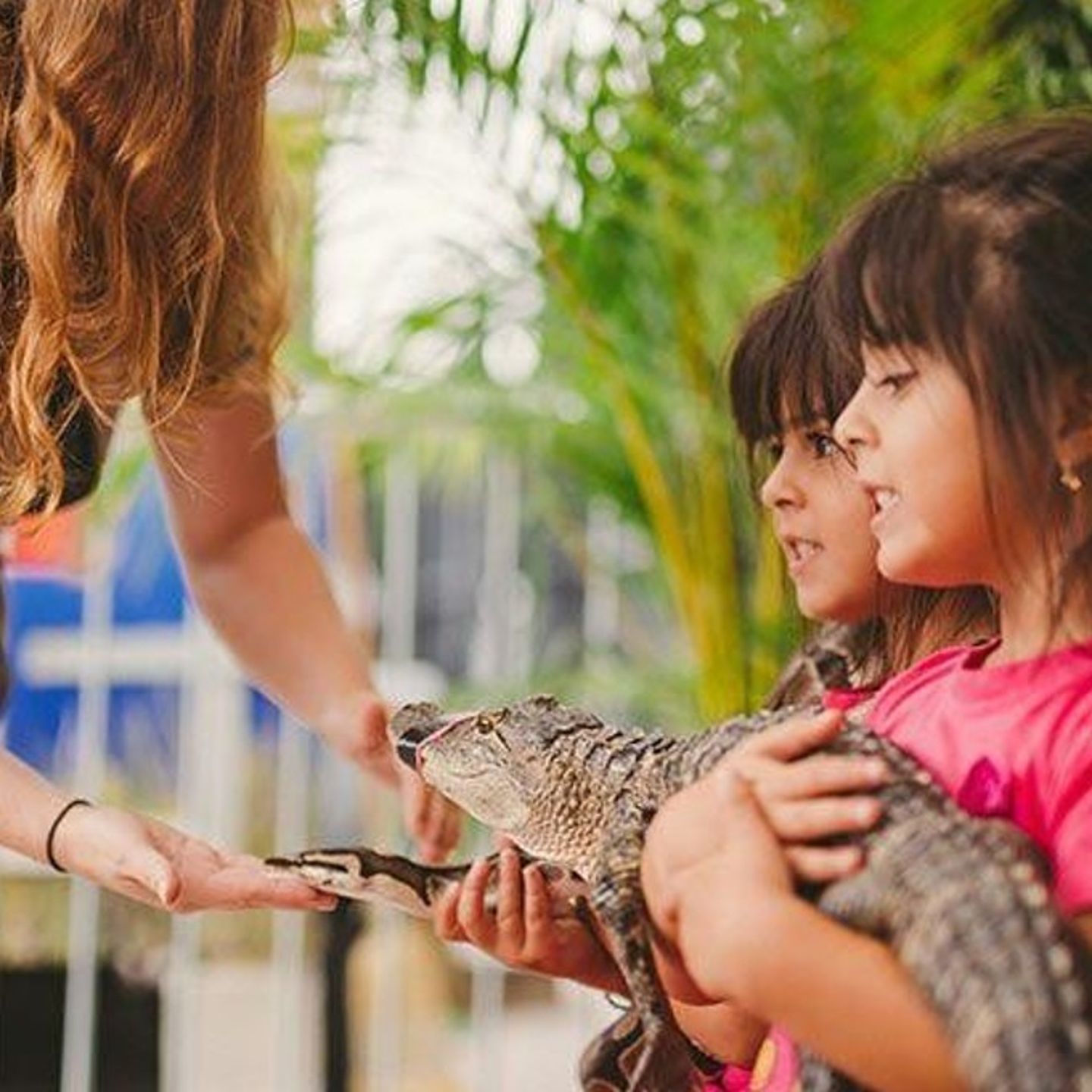 Everglades Experience