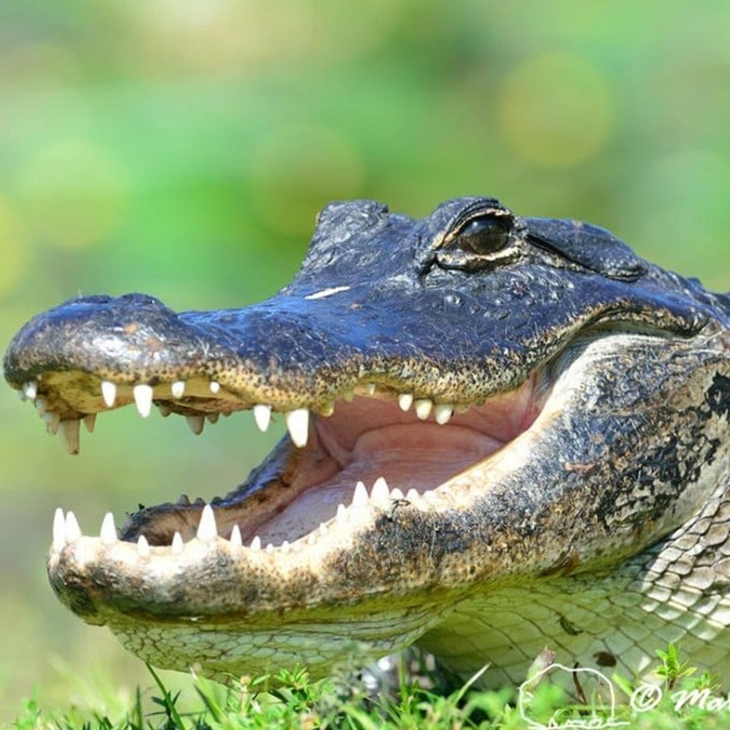 Miami Everglades