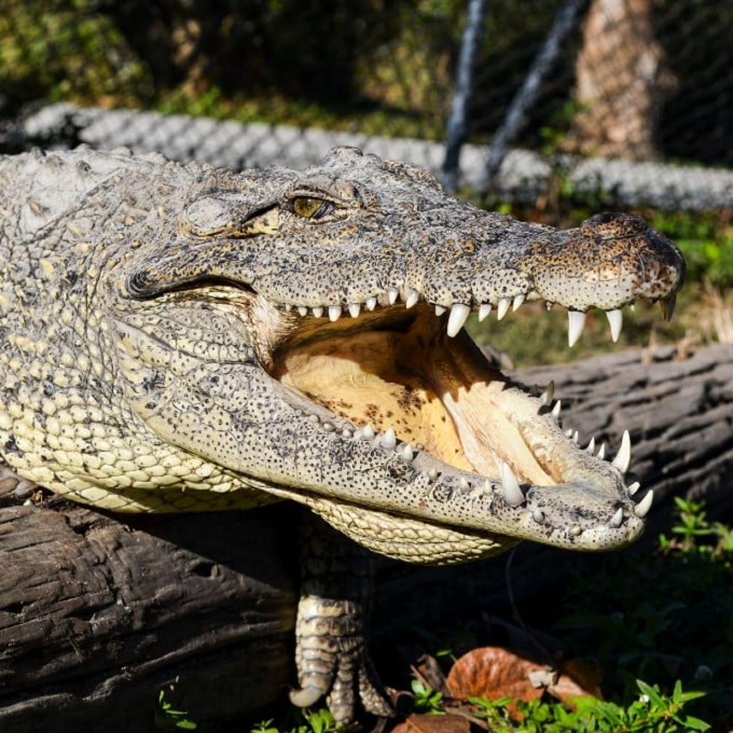 Crocodile