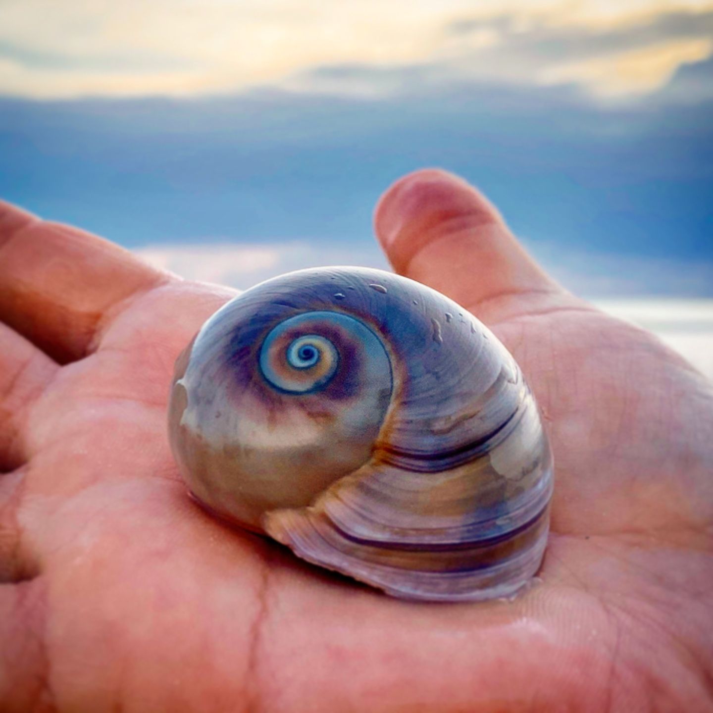 Shell in hand