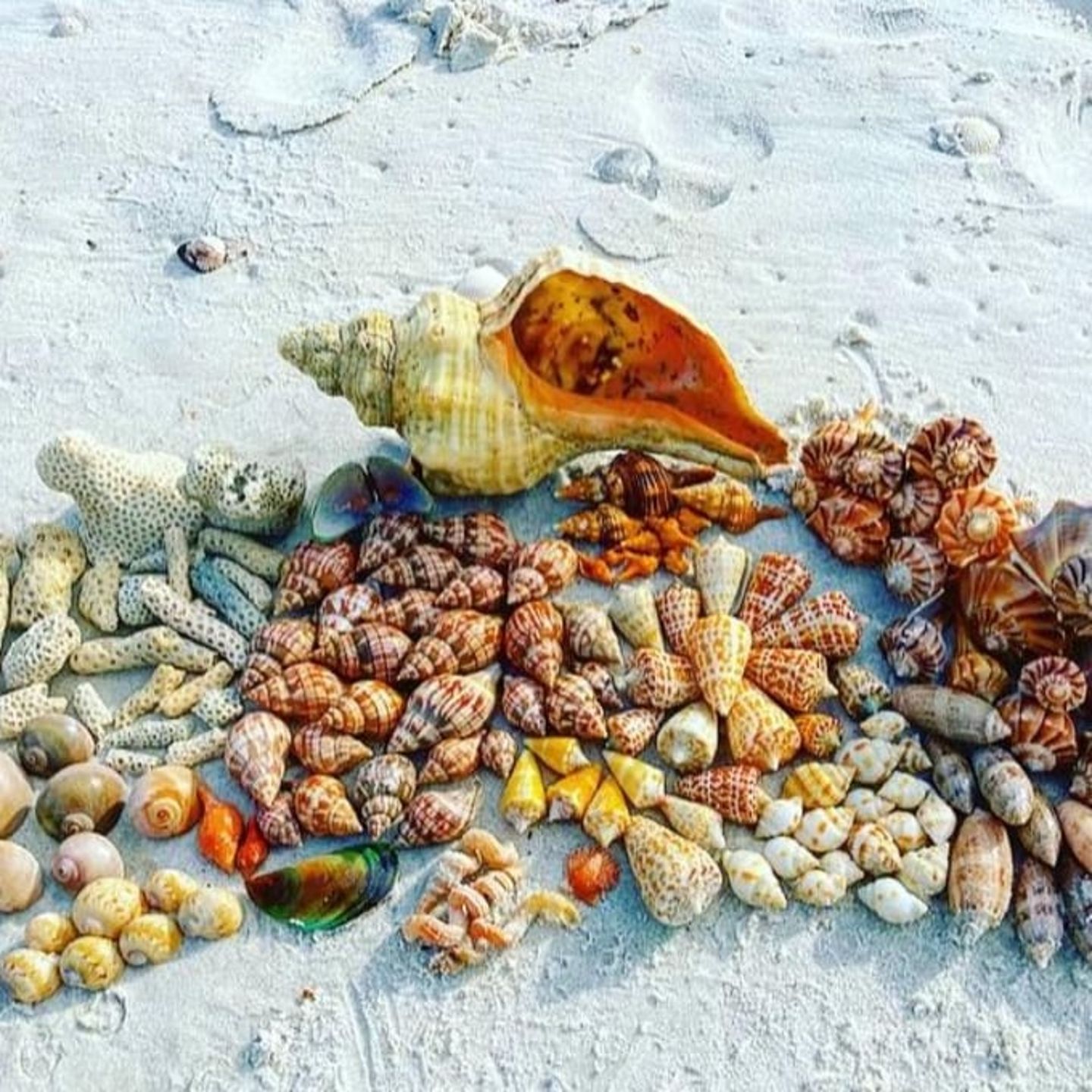 Assorted shells