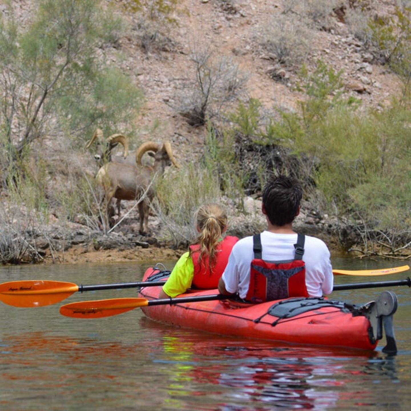 See Wildlife on Hoover Dam Kayak Tour