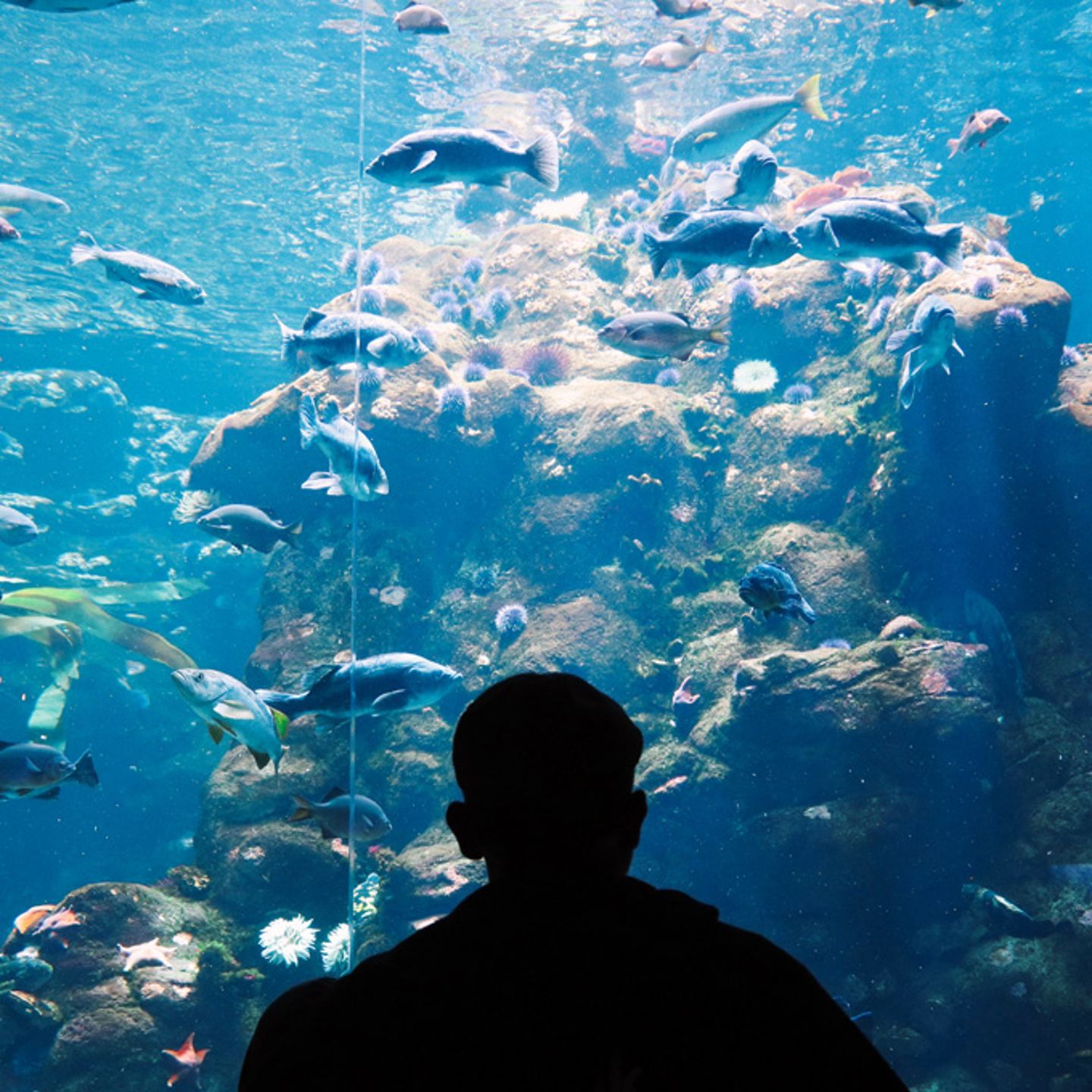 Monterey Bay Aquarium