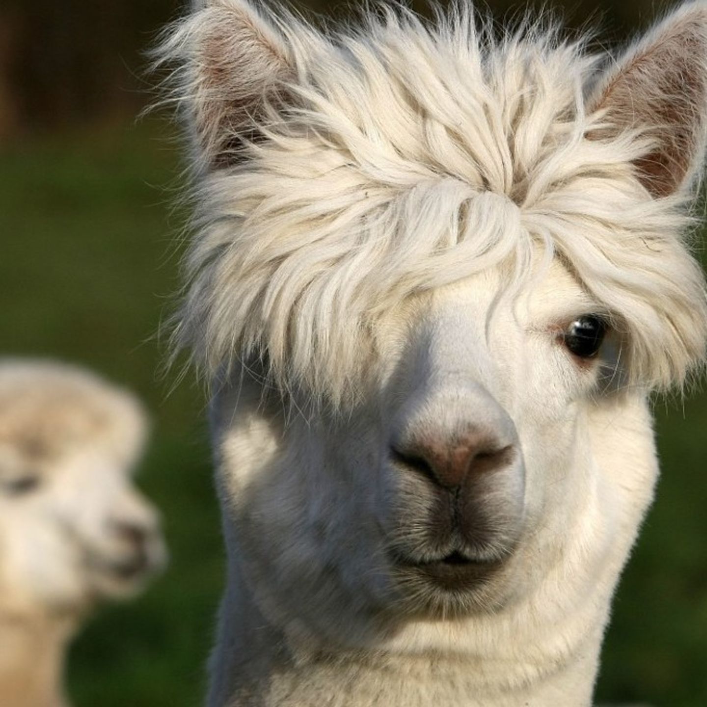Llama up close