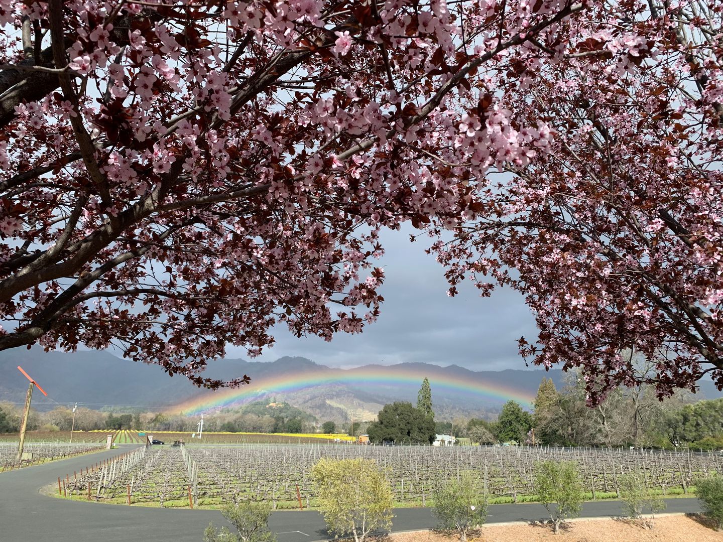Wine vineyard