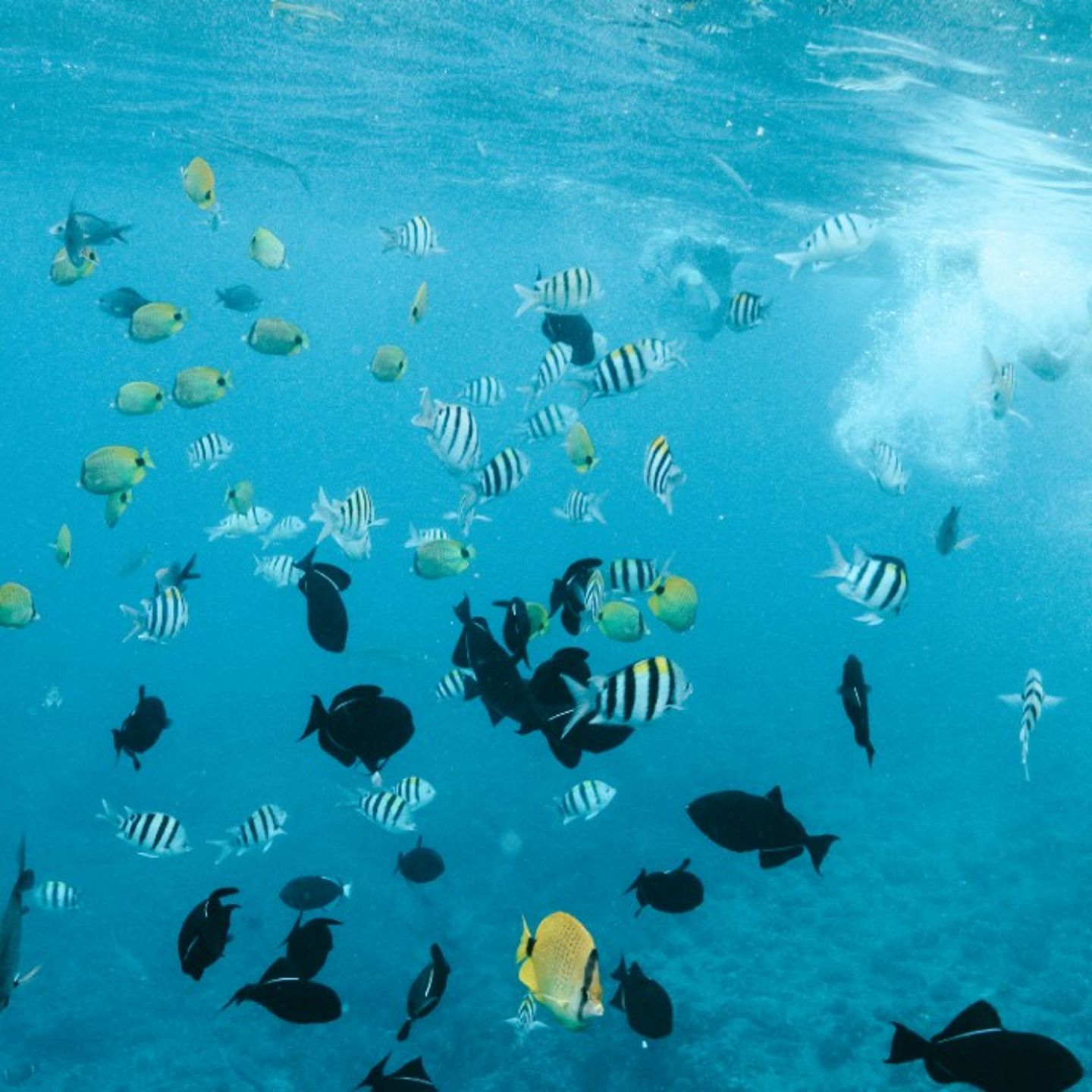 Snorkel with fish