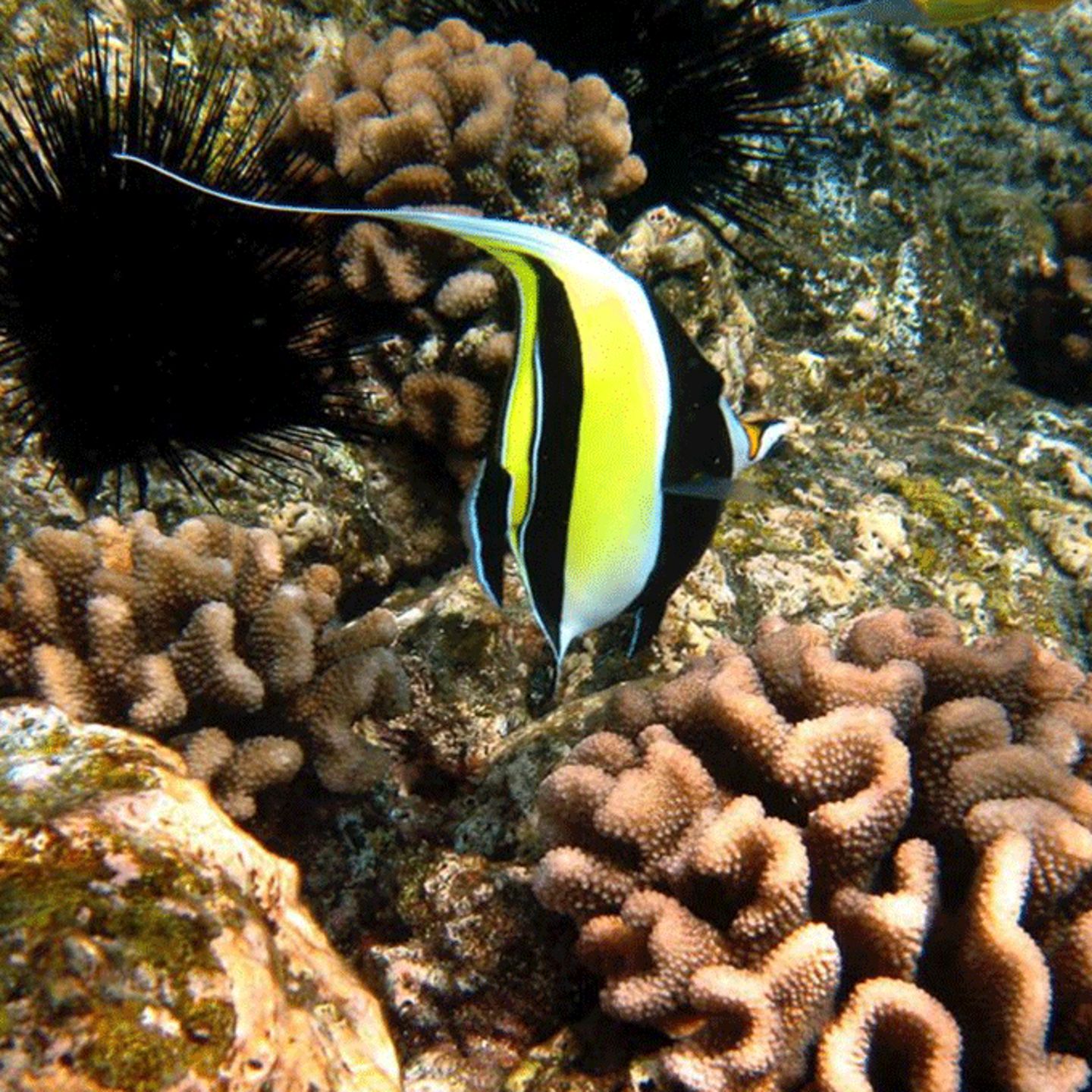 Fish on Snorkel Trip