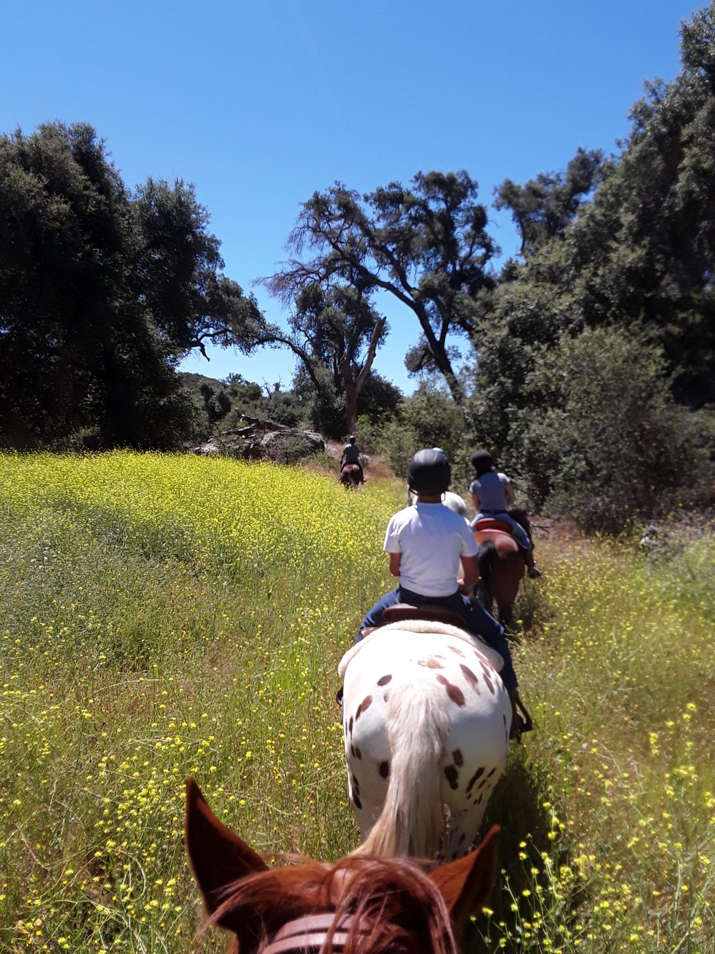 Group riding through field