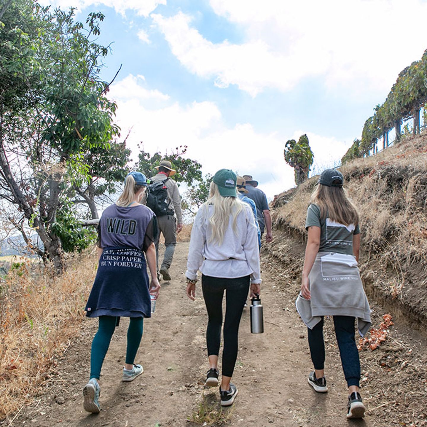 Vineyard Hike in California