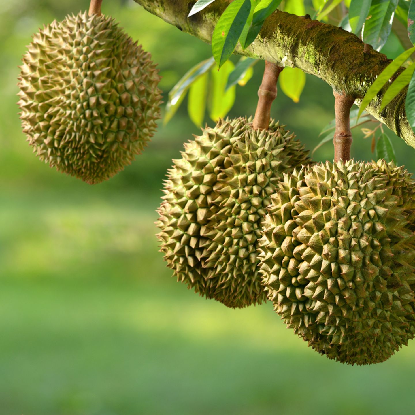Durian fruit