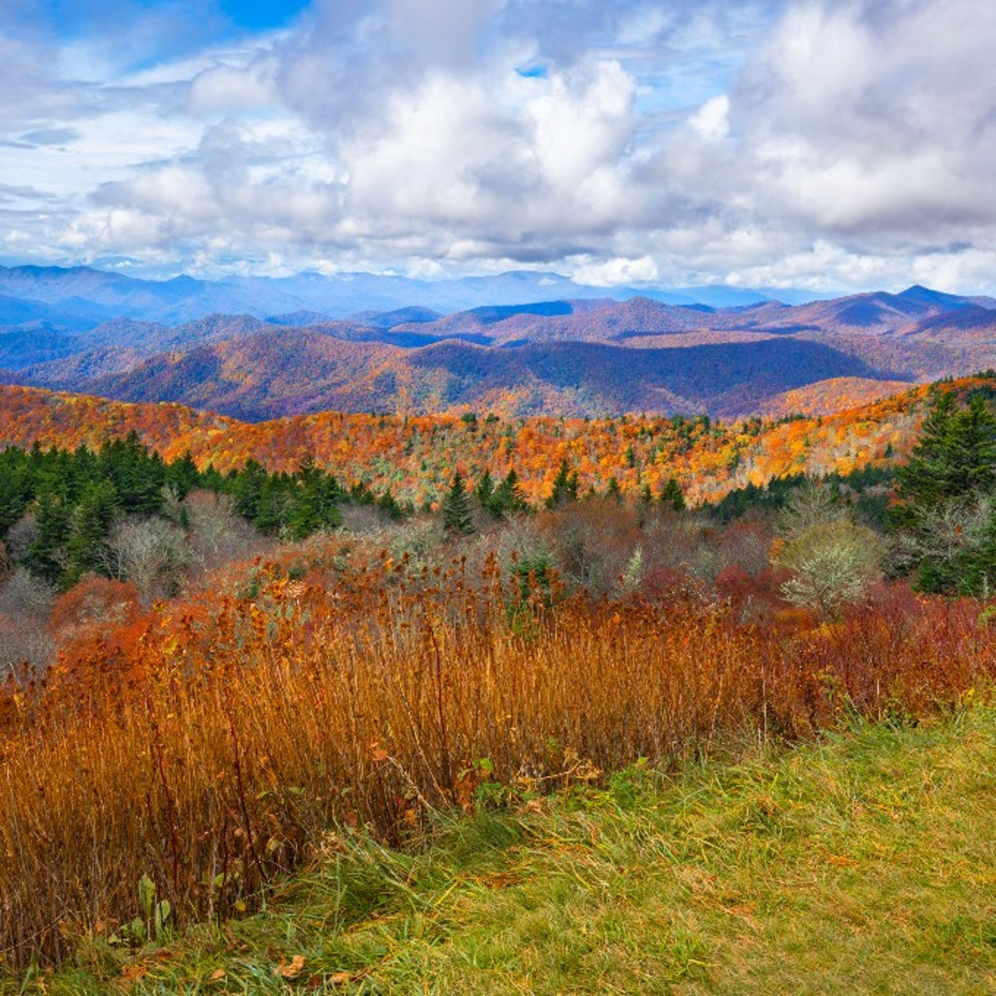 Foliage Vista 