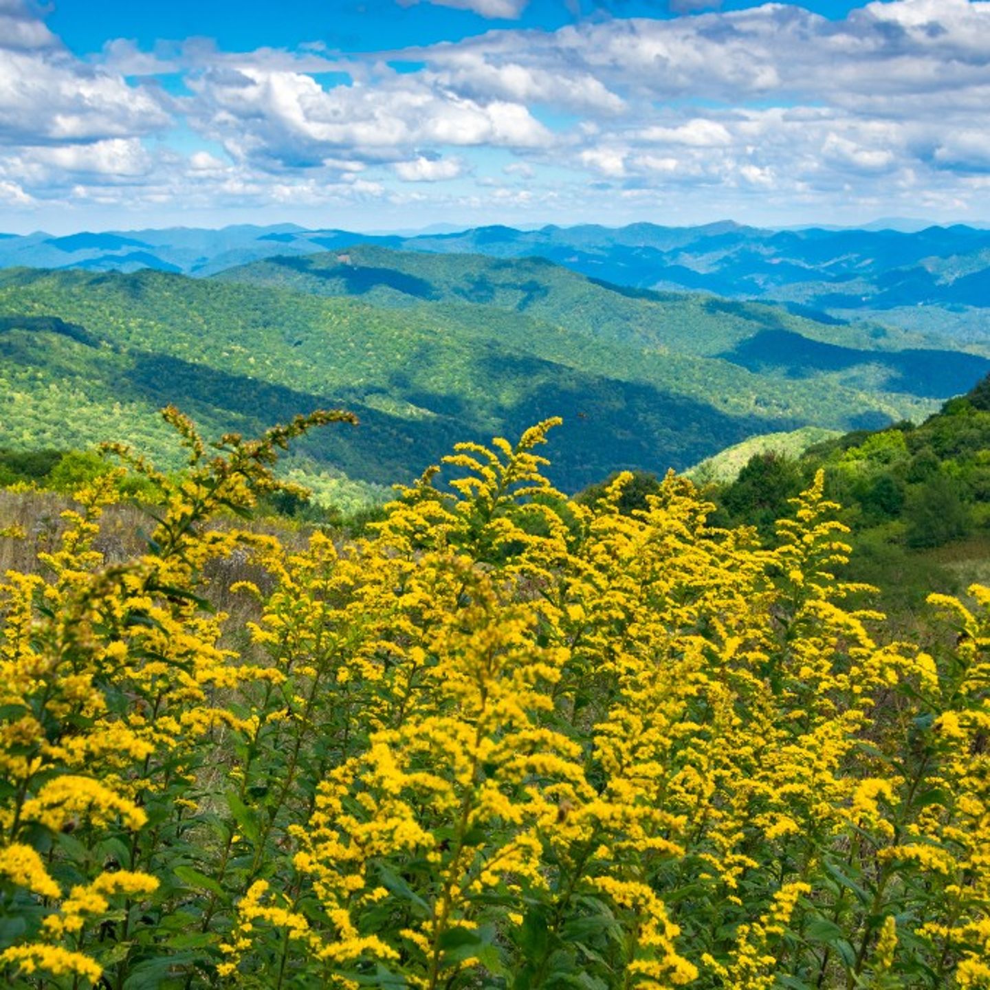Yellow flowers
