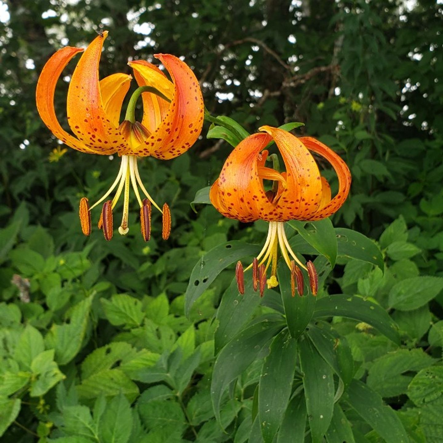 Orange flowers