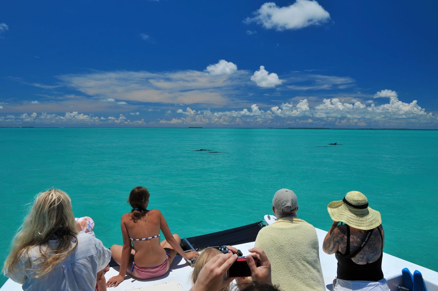 Group watching dolphins
