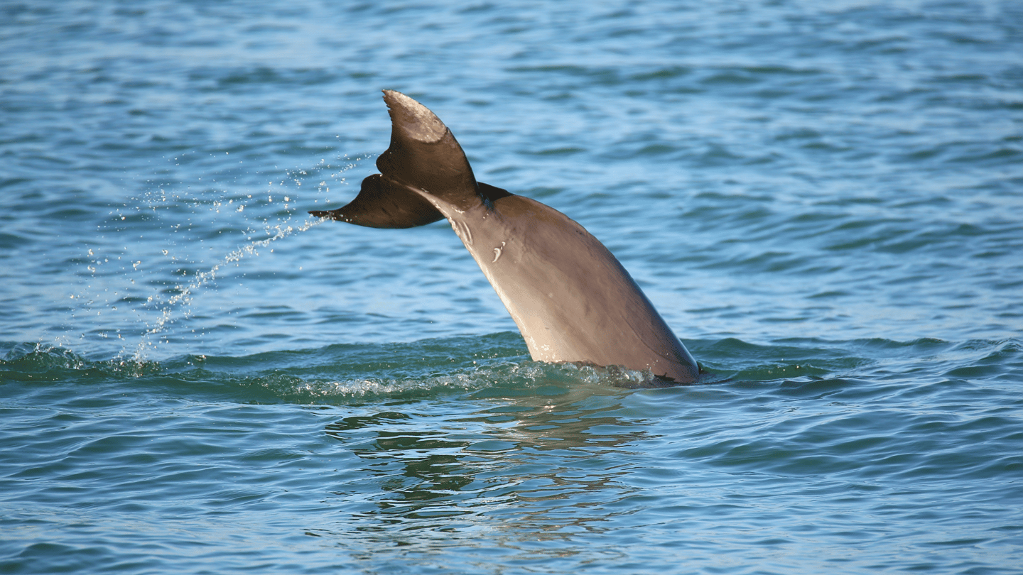 Dolphin tail