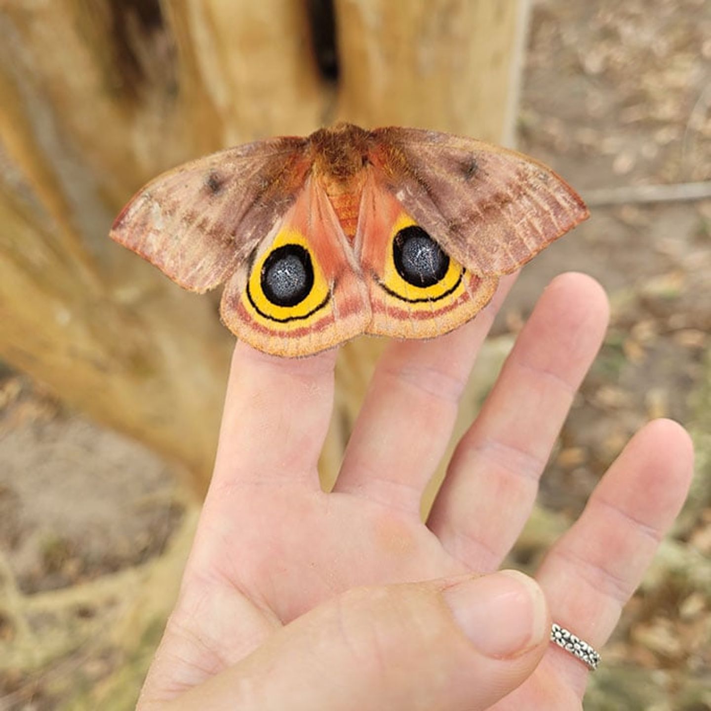 Butterfly Farm Visit