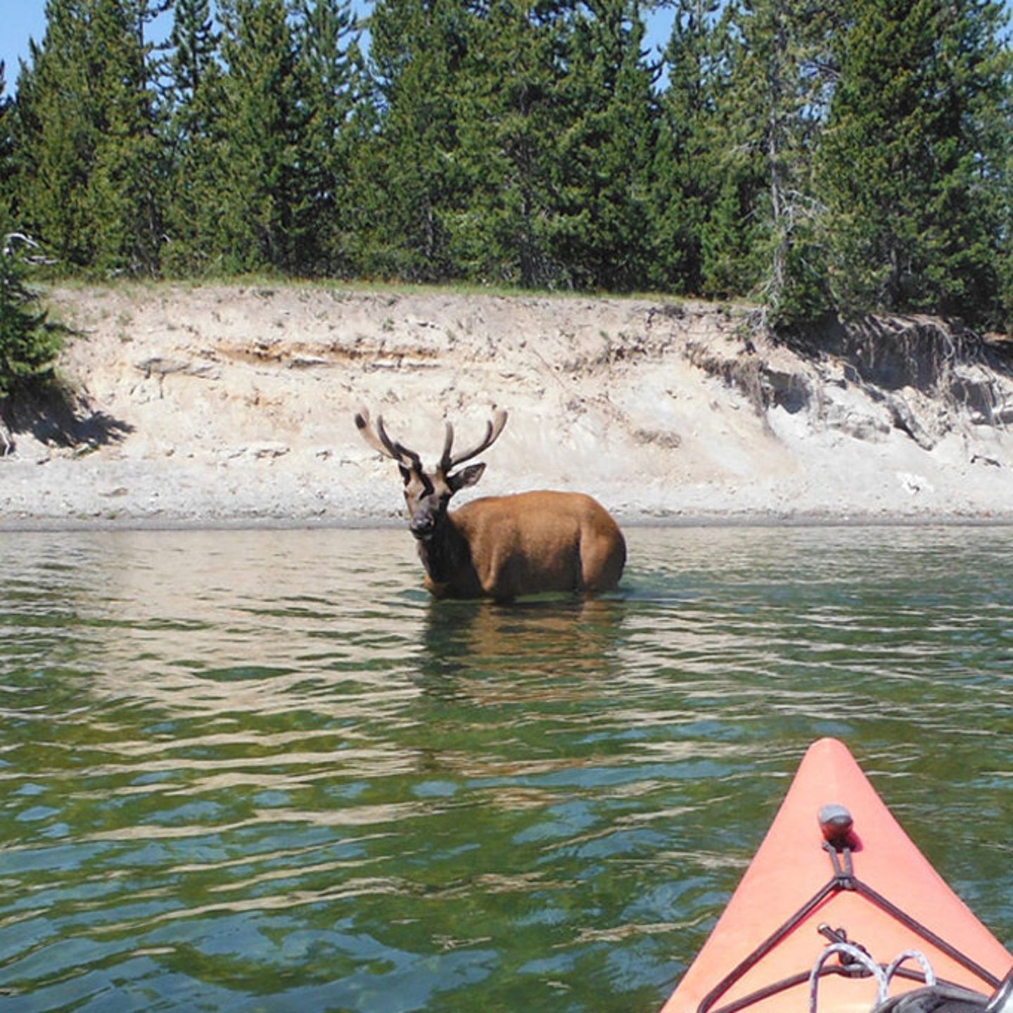 Spot the Wildlife from a Kayak