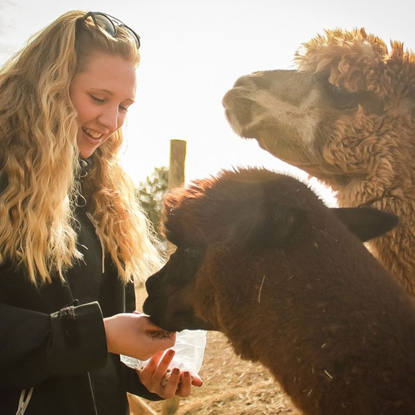 Girl with Alpacas