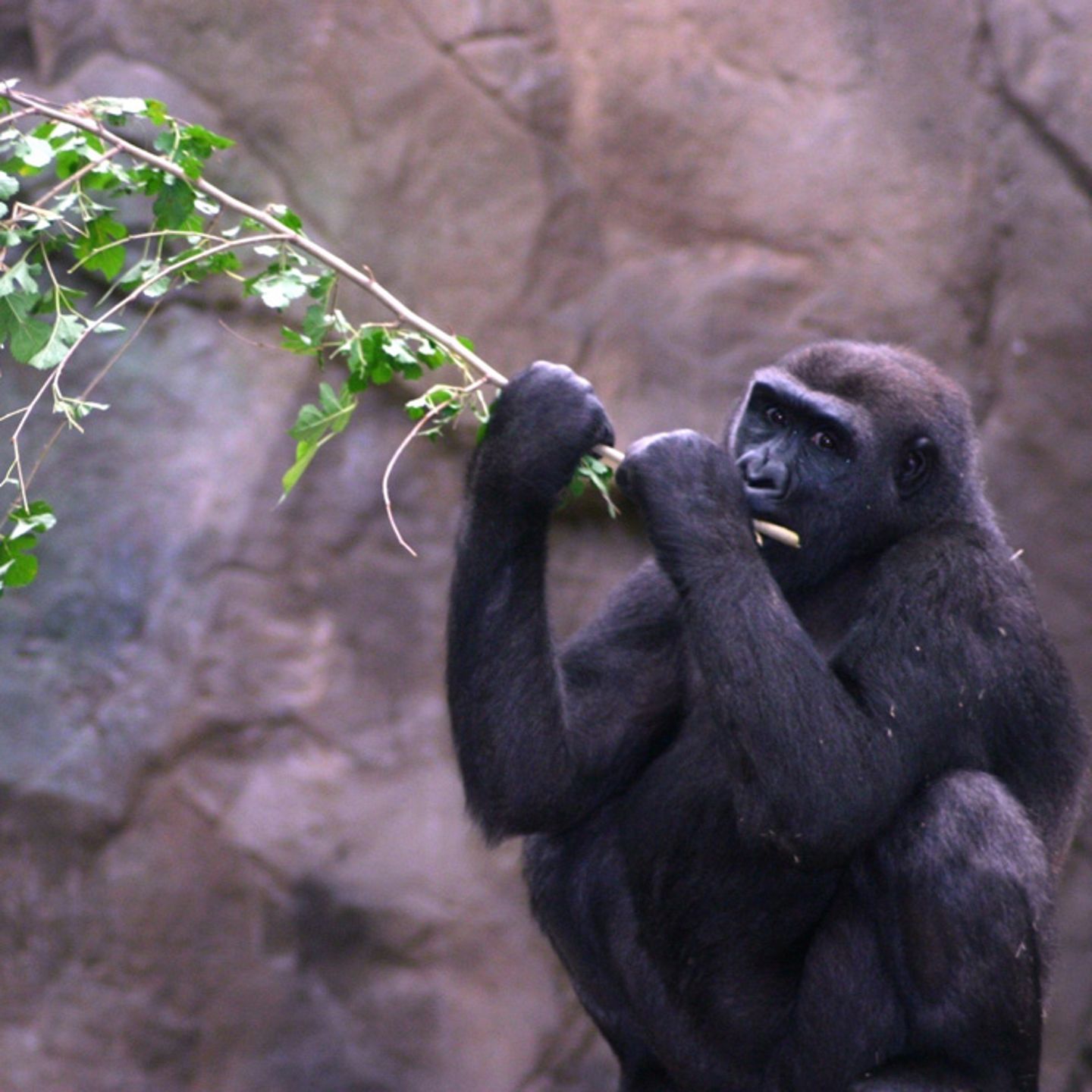 Visit Franklin Park Zoo