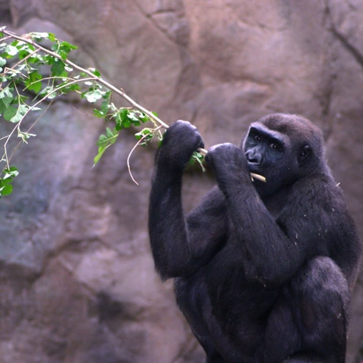 Franklin Park Zoo Admission - Boston