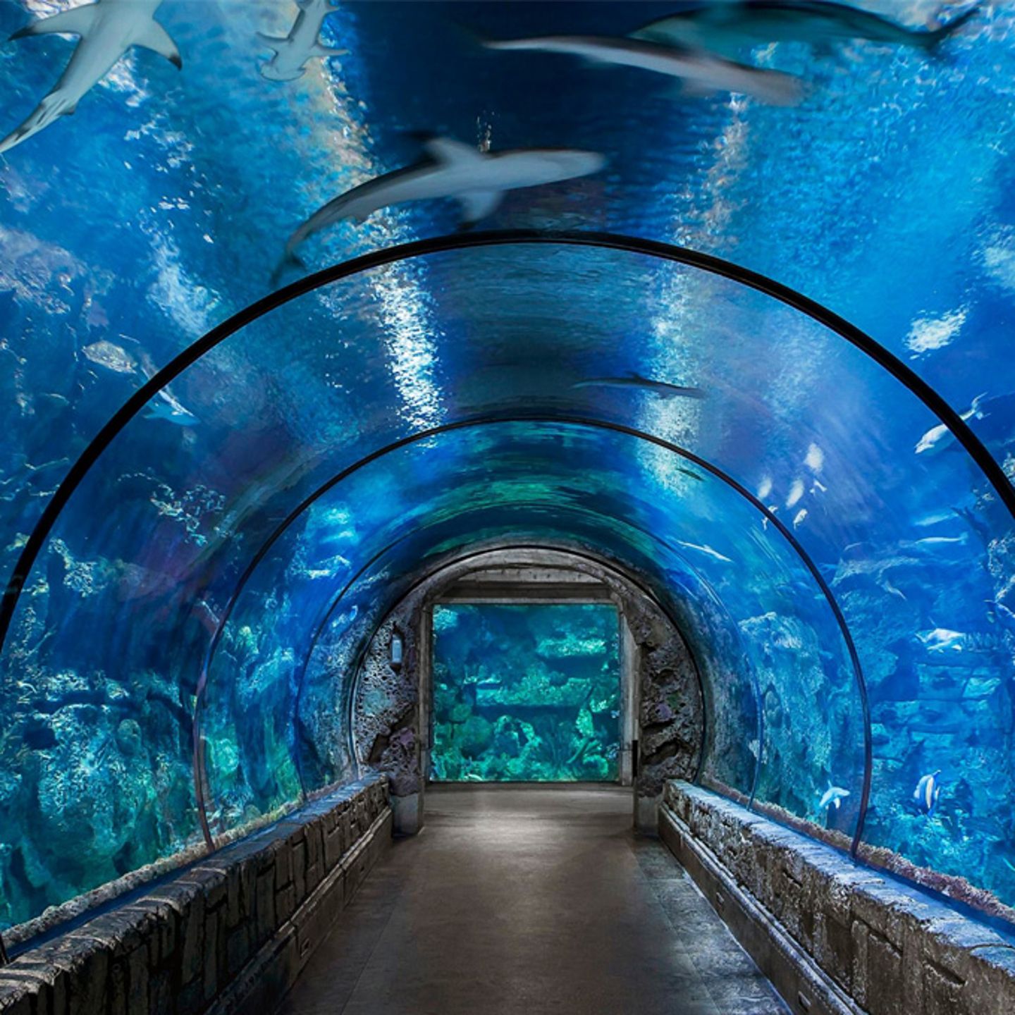 Tour Mandalay Bay Aquarium