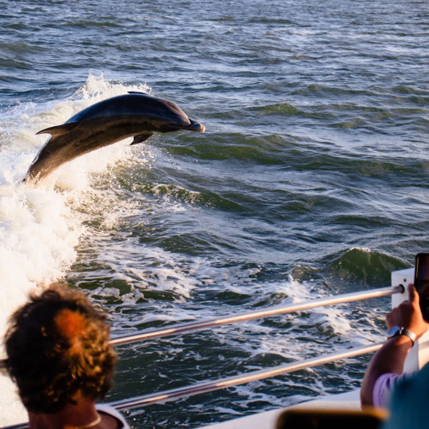 Dolphins jumping