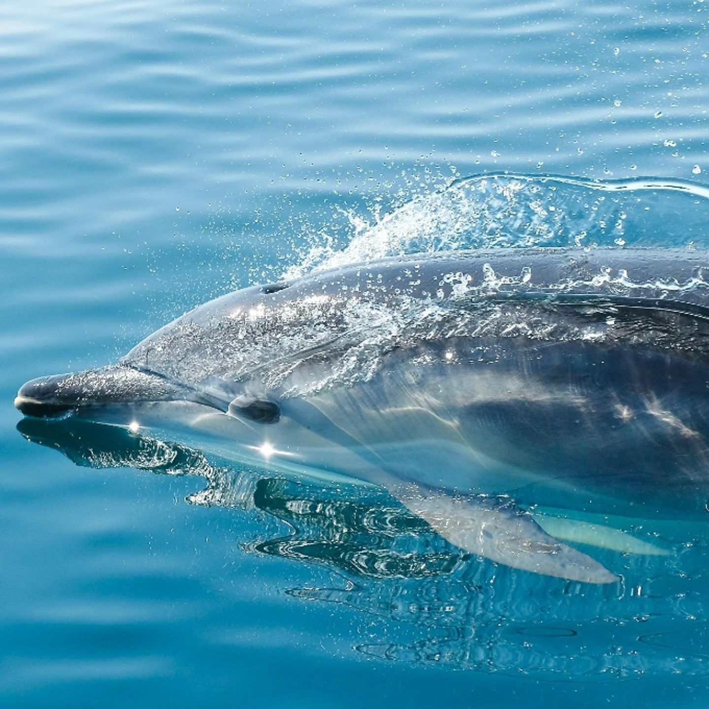 Dolphin swimming