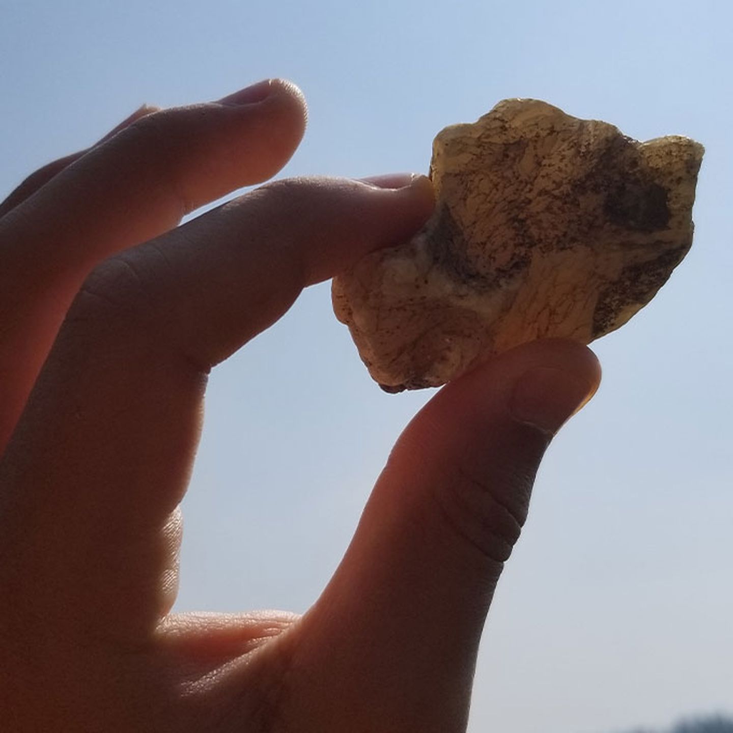 Rock from Petrified Forest
