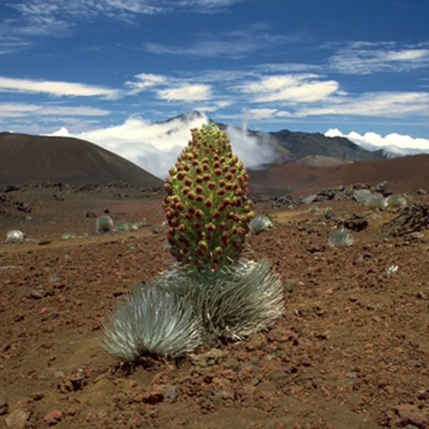 Life on Haleakala