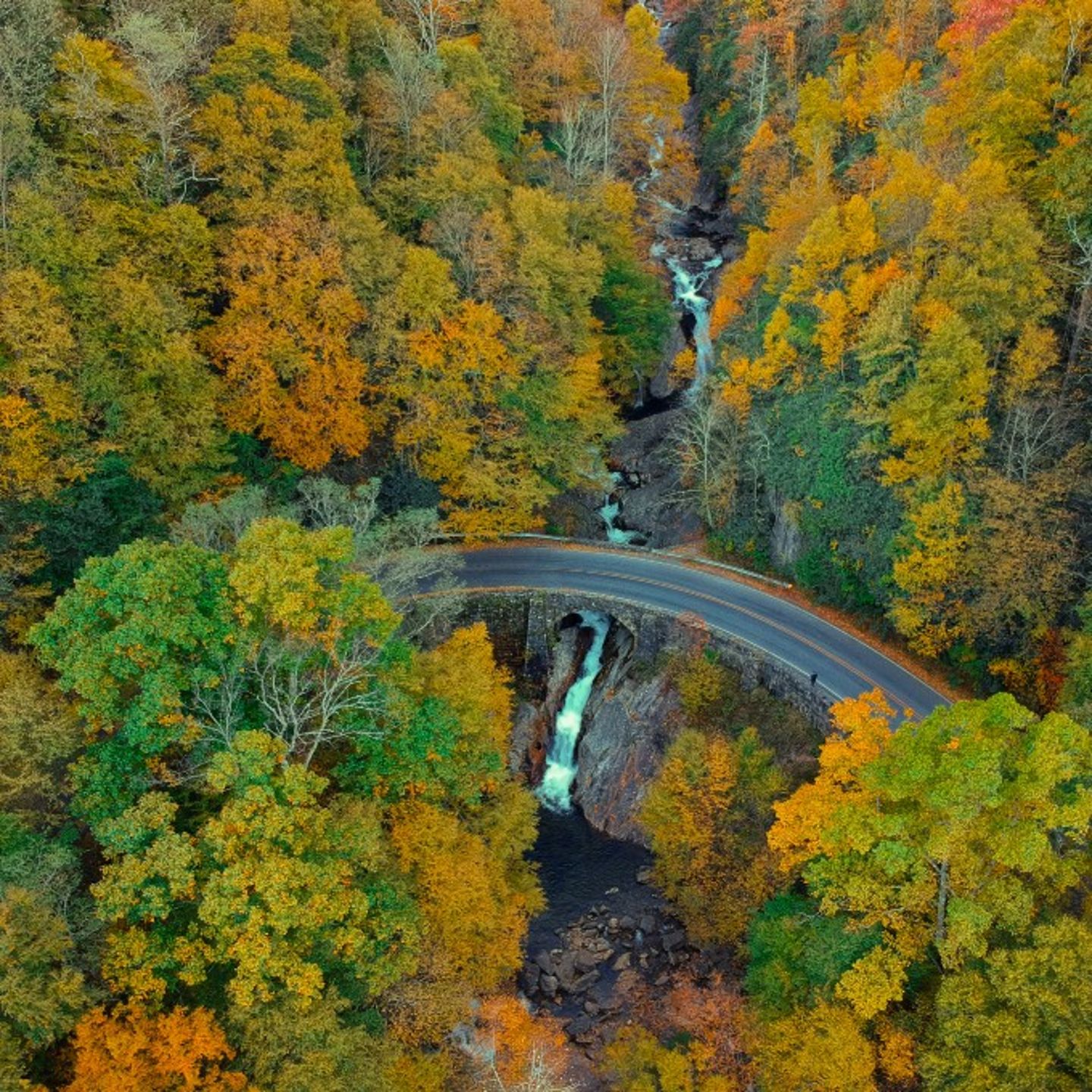 Foliage on drive